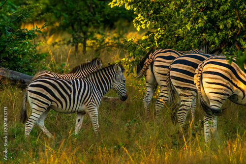 Photography Zebra Foal and Herd in Golden Evening Light
