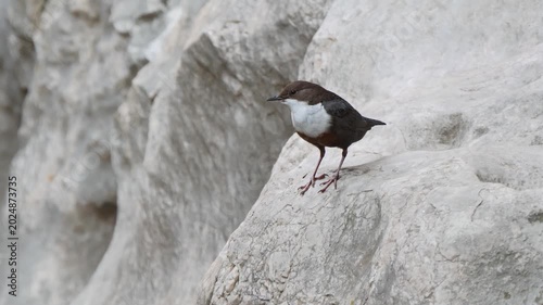 White-throated dipper female bird on a rock (Cinclus cinclus). European dipper