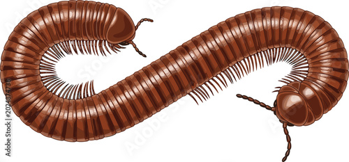 Bild auf Leinwand Brown millipede vector illustration with segmented body, many legs, antennae, an