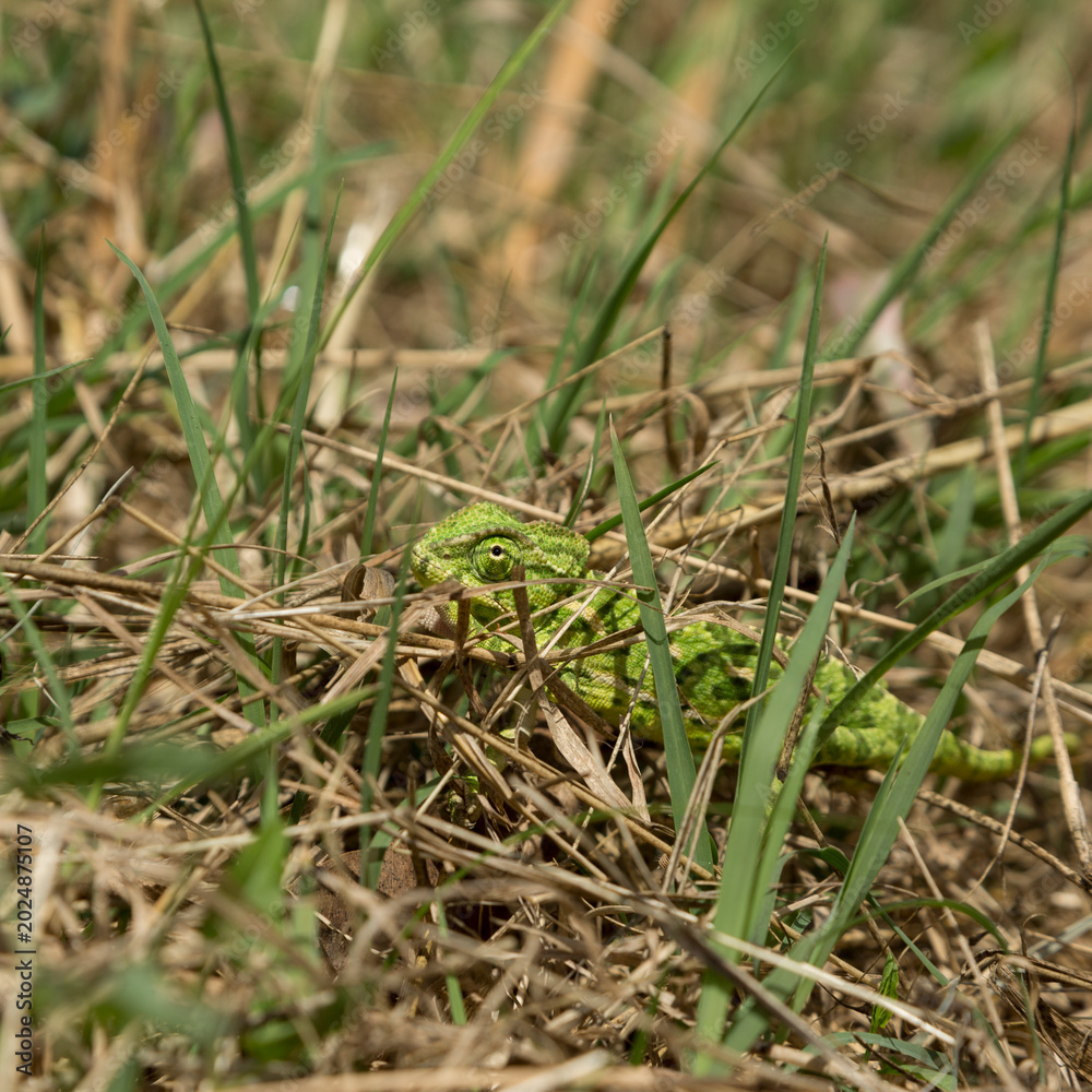 Obraz premium A chameleon hunts insects while hiding in the grass