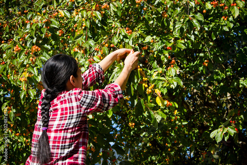 Adult Woman Picking Crab Apples