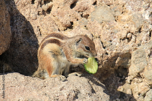 Cuadro en lienzo Barbary Ground Squirrel Eating Cucumbe