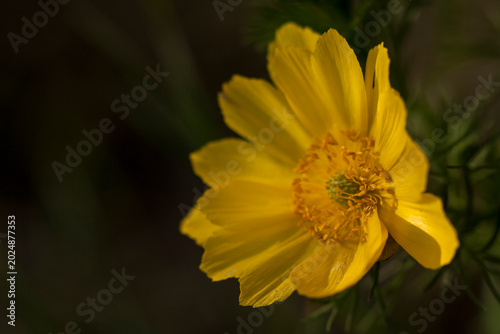 Obraz na płótnie yellow flower in the field like a fanfare