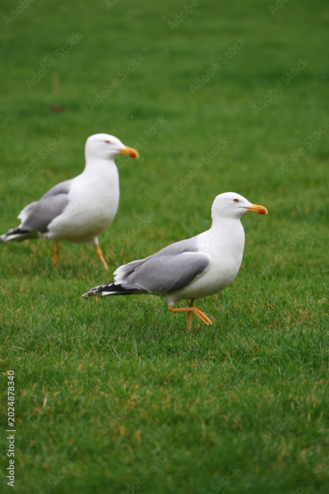 Fototapeta premium Seagull green grass. High quality photo