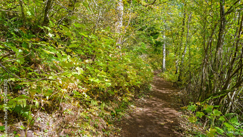 Panorama of the Hamilton Mountain Trail cutting through the dense foliage in Beacon Rock State Park, Washington, USA