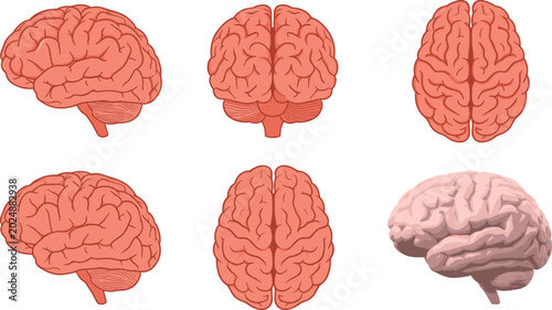 Tableau sur toile Human brain vector illustration set showing different anatomical angles includin