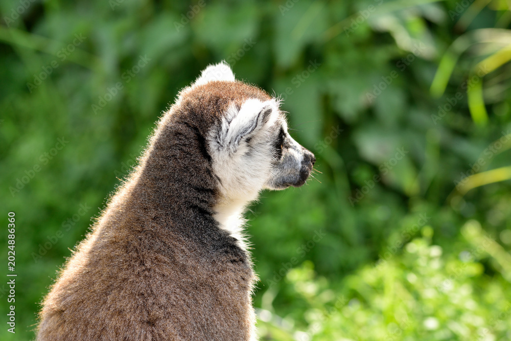 Fototapeta premium ring tailed lemur