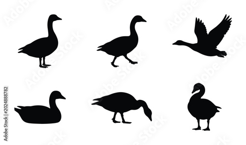 Foto Black Goose Silhouettes Vector Set, Various Poses and Actions, Wildlife Bird Gra
