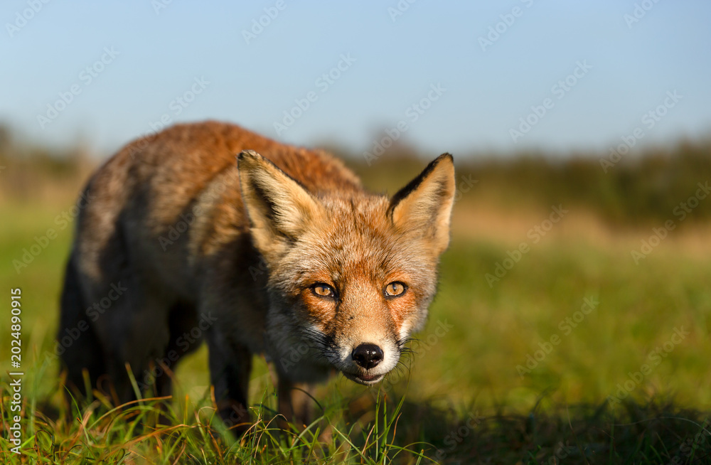 Fototapeta premium Portrait of a curious red fox standing on green grass in a meadow