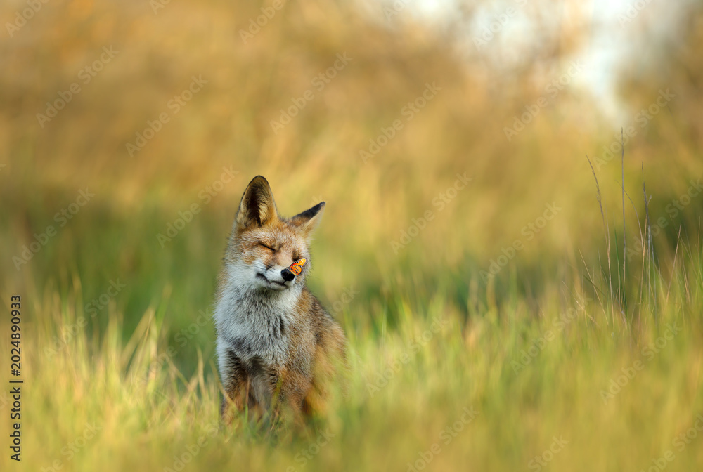 Fototapeta premium Red fox sitting in a meadow with eyes closed and butterfly on nose