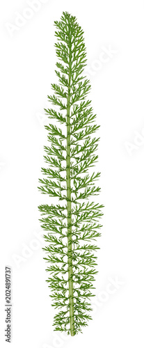 Tableau sur toile A green, pinnate yarrow leaf with small dissected segments, close up