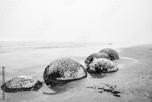 Obraz na płótnie Mysterious Moeraki Boulders in Coastal Fog