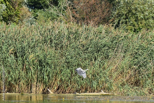 Obraz na płótnie Great heron on the lake with green reeds background