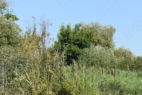 Canvastavla Great heron on the lake with green reeds background