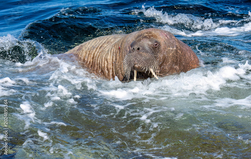 Magnus the male Walrus on a rock in the sunshine in Hopeman in May