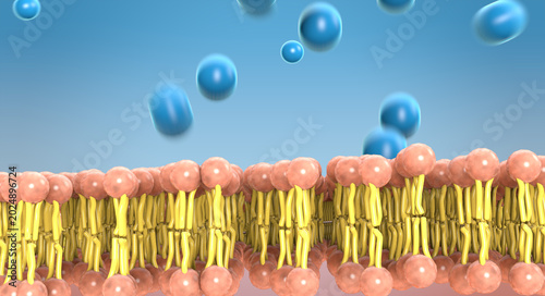 Obraz na plátně Large molecules are often too big to pass directly through the lipid bilayer of