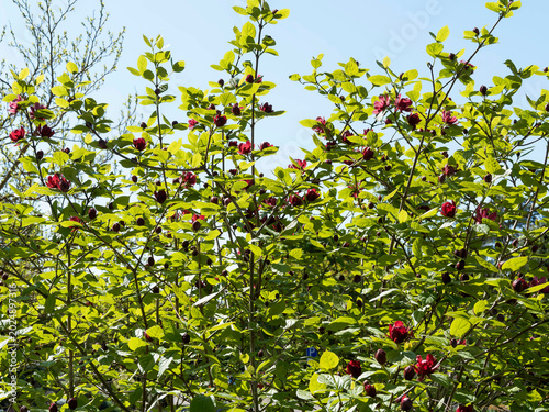 Foto (Calycanthus raulstonii 'Hartlage Wine') Ornamental Strawberry bush, vigorous an