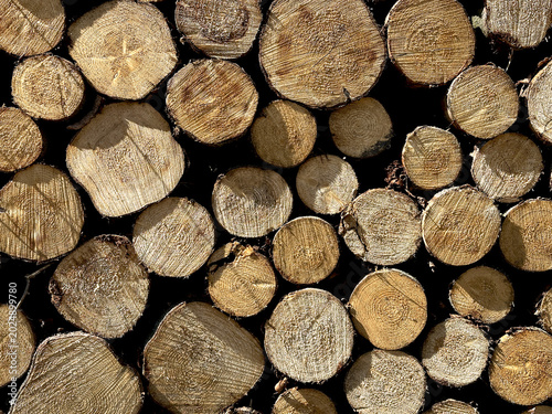 Photos textured background of round sawn cuts of wooden firing lines of different diame