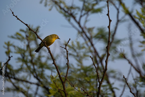 Cape white eye perched on a branch