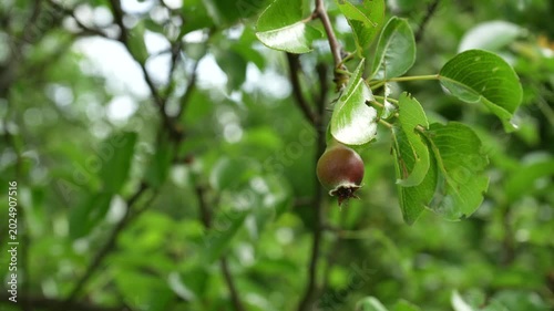 Close-up of a young pear fruit growing on a tree branch in a lush green orchard. Fresh leaves gently sway in the summer breeze while the immature pear develops
