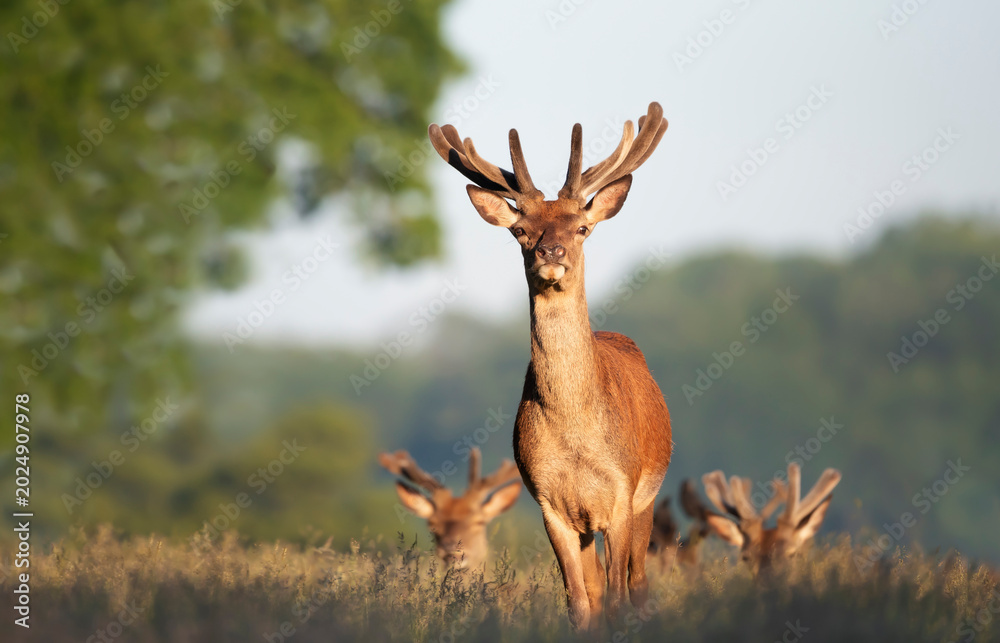 Fototapeta premium Red deer stag with new velvet antlers standing in summer meadow