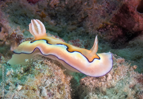 Fotografi Dorid Nudibranch (Chromodoris coi), Sabah, Mabul Island Reef, Malaysia, Borneo