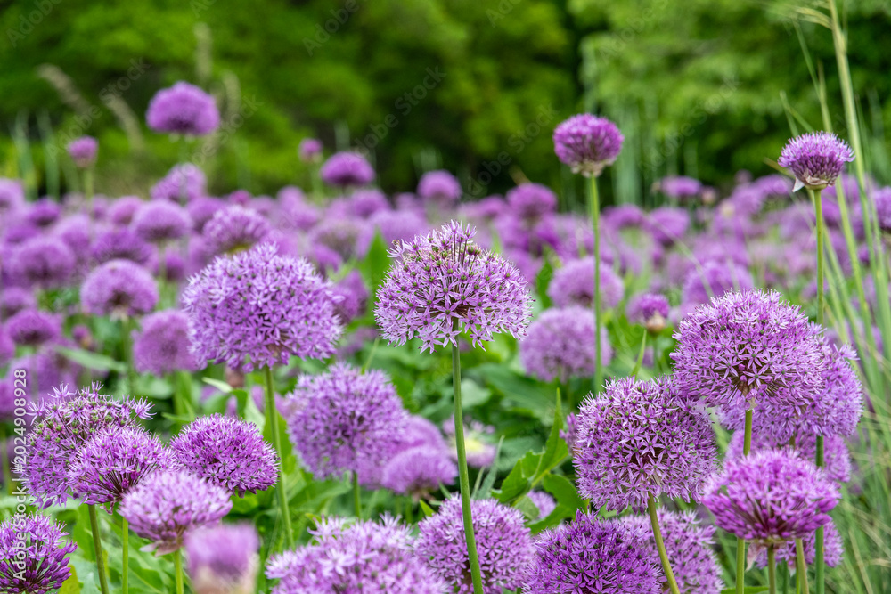 Fototapeta premium Purple Allium ornamental onions 
