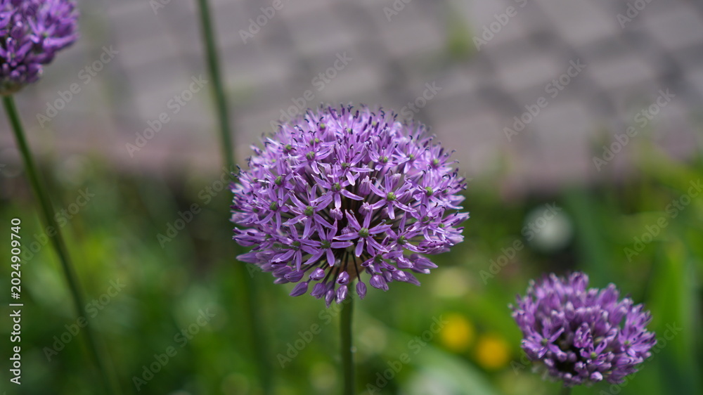 Fototapeta premium Single Allium Globe Against Soft Background, Tall Stem Rising From Blurred Greenery, Crisp Petal Edges,