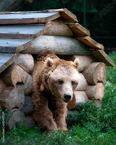 Canvastavla Rehabilitation center of brown bears