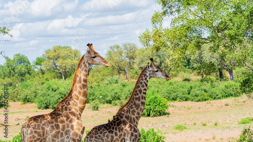 Canvas Print Portrait of two giraffes in the wild, Kruger National Park, South Africa