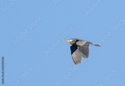 Great Blue Heron