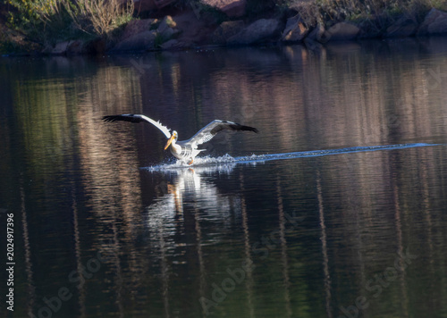 Pelican Landing