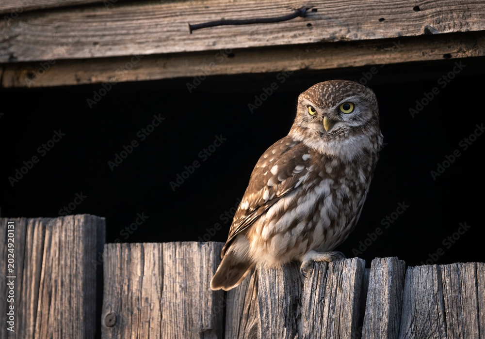 Fototapeta premium Little owl ( Athene noctua ) close up