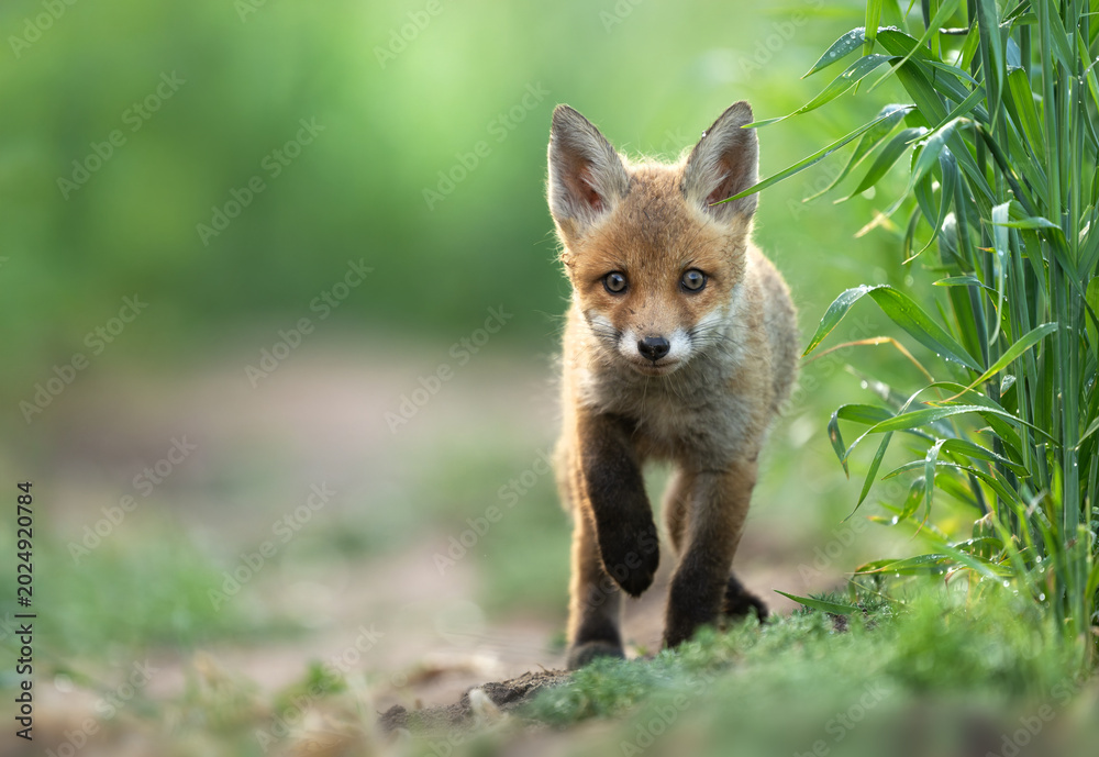 Fototapeta premium Cute young red fox ( Vulpes vulpes )