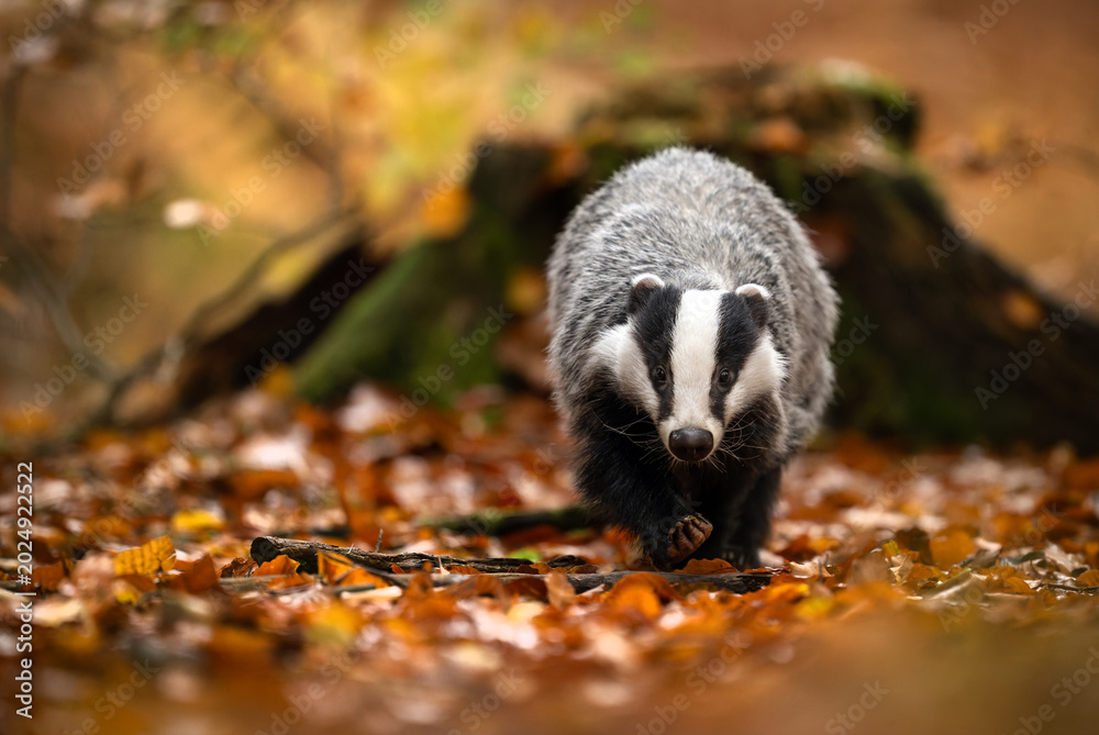 Fototapeta premium Badger close up ( Meles meles )