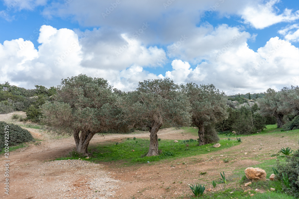Fototapeta premium Mediterranean olive grove under dramatic cloudy sky