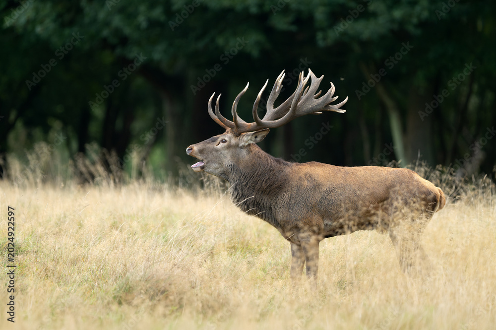 Fototapeta premium Deer male buck ( Cervus elaphus ) during rut