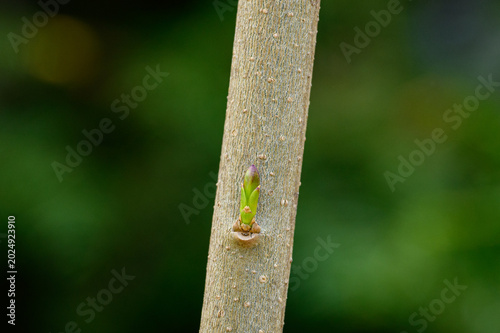 Canvas Print Tiny new bud emerging from the bark of a pruned privet hedge branch on a spring afternoon, Toronto, Ontario, Canada