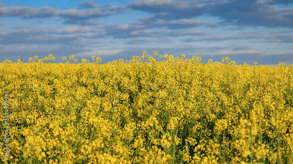 Obraz premium Close View of Rapeseed Flowers with Cloudy Sky