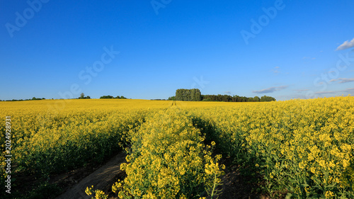Rapeseed Field with Dramatic Clouds and Tractor Tracks