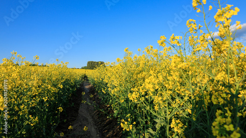 Close Up Rapeseed Blossoms with Clouds on Horizon