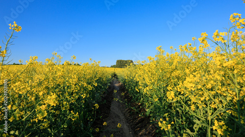 Blooming Rapeseed with Blue Sky and Scattered Clouds