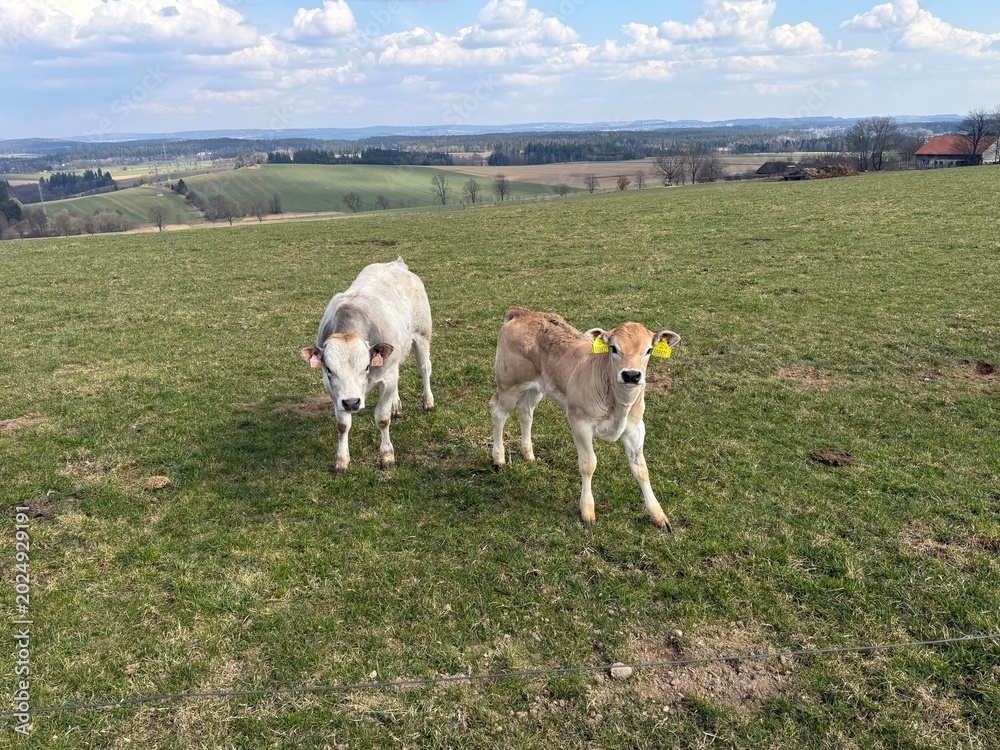 Obraz premium Cute cows and calves in a green meadow