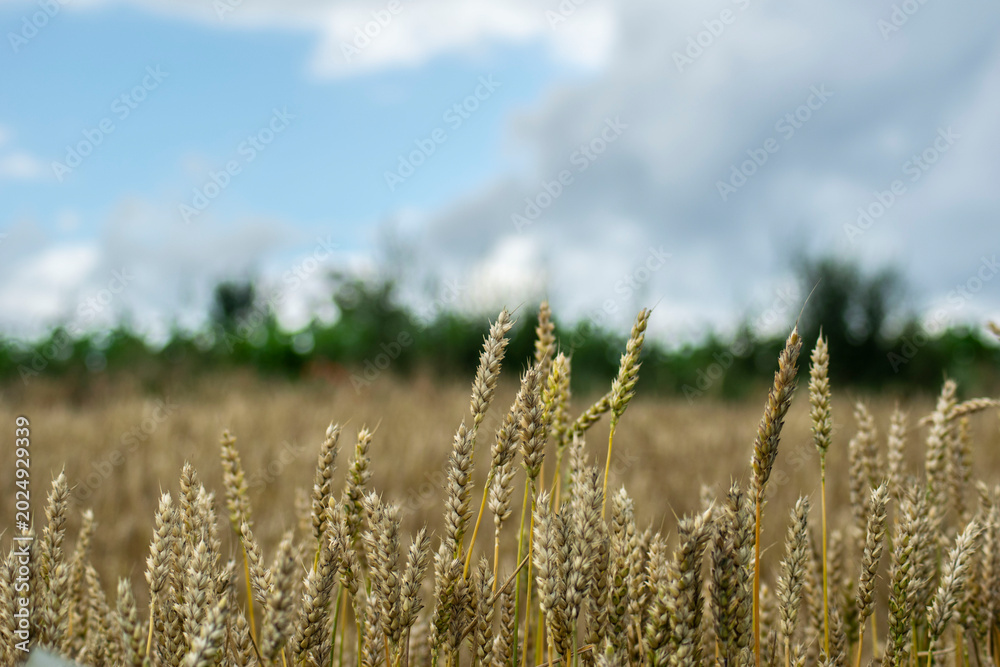 Fototapeta premium Golden wheat field under dramatic summer sky in rural countryside landscape