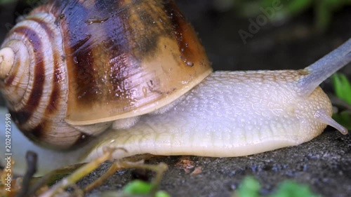 Snail in spring garden after rain 