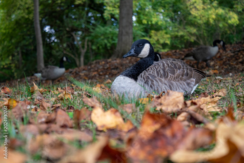 Foto Geese at the duck pond at Virginia Tech in Blacksburg, Virginia