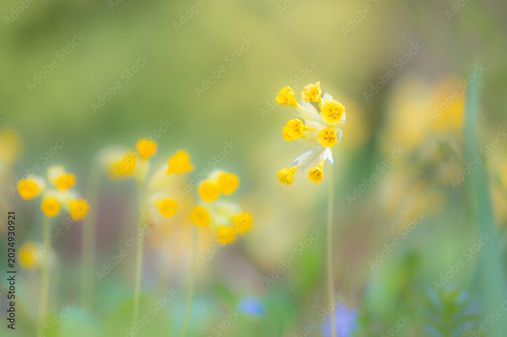 Fototapeta premium Schlüsselblume im Sonnenlicht