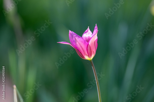 Freigestellte Detailaufname einer vom Sonnenlicht durchwirkten rosa Wildtulpe vor einem grünen Bokeh-Hintergrund