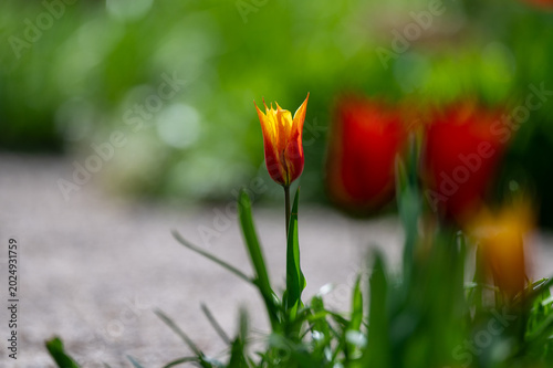 Rot-gelbe Wildtulpe am Wegesrand