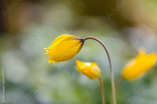 Makro-Aufnahme Gelbe Wildtulpen-Knospe vor einem Bokeh-Hintergrund